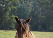 三亿体育体育在线-关于塔斯马尼亚联体能训练升级，备战布宜诺斯艾利斯独立半决赛的信息