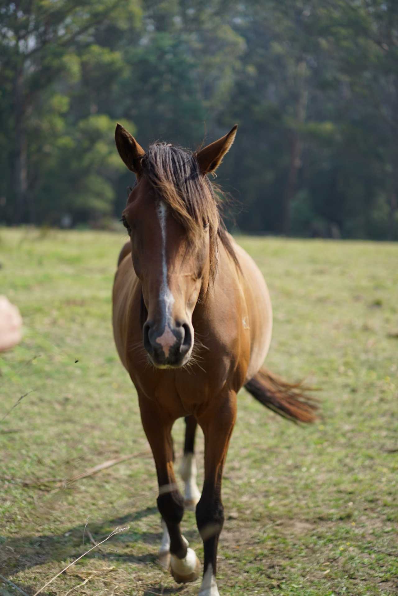 关于塔斯马尼亚联体能训练升级，备战布宜诺斯艾利斯独立半决赛的信息